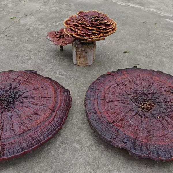 灵芝