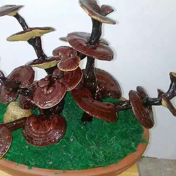 灵芝